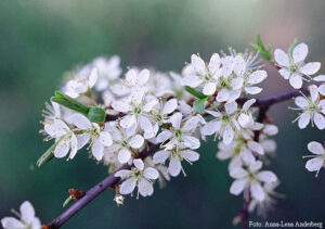 Prunus spinosa