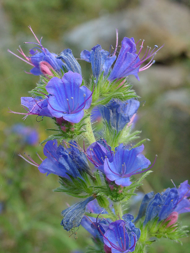 Echium vulgare