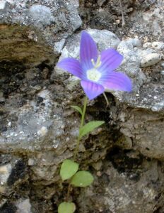 Campanula ramosissima