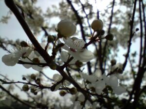 Prunus divaricata Ledeb