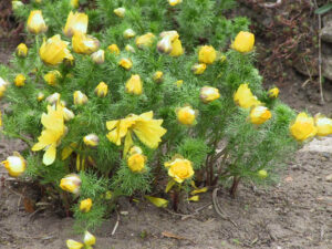 Adonis Vernalis