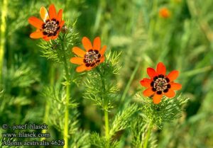 Adonis aestivalis