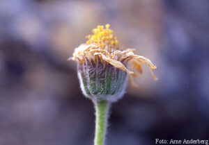 Arnica montana