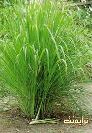 Andropogon Shoenanthus