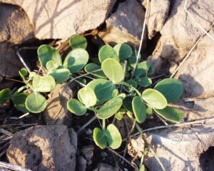 Zygophyllum fabago