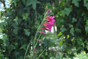 Gladiolus communis