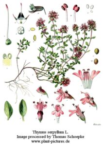 Thymus sespyllum