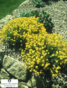 Alyssum saxatile