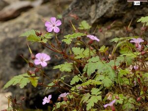 Geranium robertianum