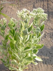 Sedum telephium