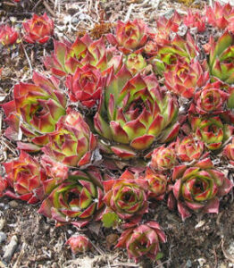 Sempervivum tectorum