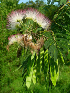 Albizzia Julibrissin Durazz