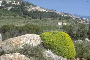 Euphorbia spinosa