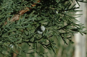 Juniperus sabina