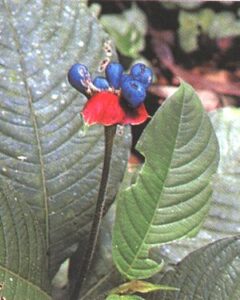 Cephaelis ipecacuanha (Brot).A.Rich