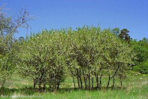 Prunus domestica