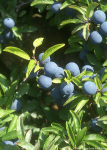 Prunus spinosa