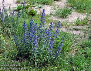 Echium vulgare