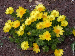 Adonis Vernalis