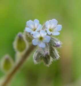 Myosotis stricta link