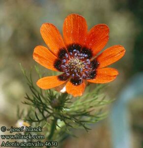 Adonis aestivalis