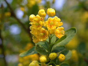 Berberis Vulgaris