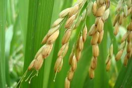 Oryza sativa