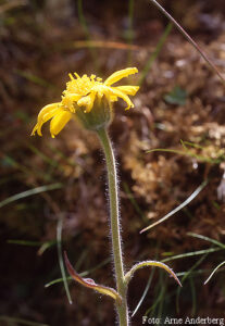 Arnica montana