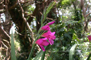 Gladiolus communis