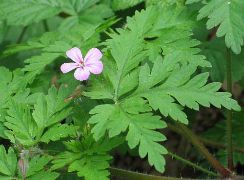 Geranium robertianum