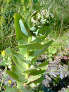 Sedum telephium