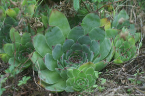 Sempervivum tectorum