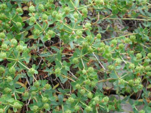 Euphorbia spinosa