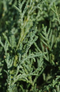 Juniperus sabina