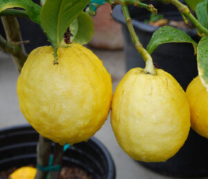 Citrus medica