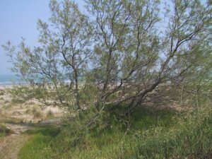 Berberis Vulgaris