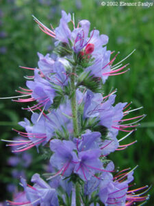 Echium vulgare