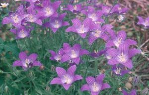 Campanula ramosissima