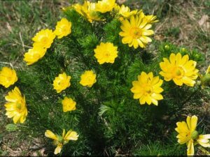 Adonis Vernalis