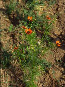 Adonis aestivalis