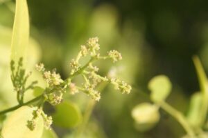 Salvadora Persica