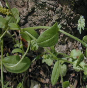 Myosotis stricta link