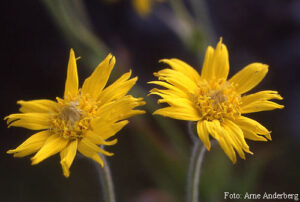 Arnica montana