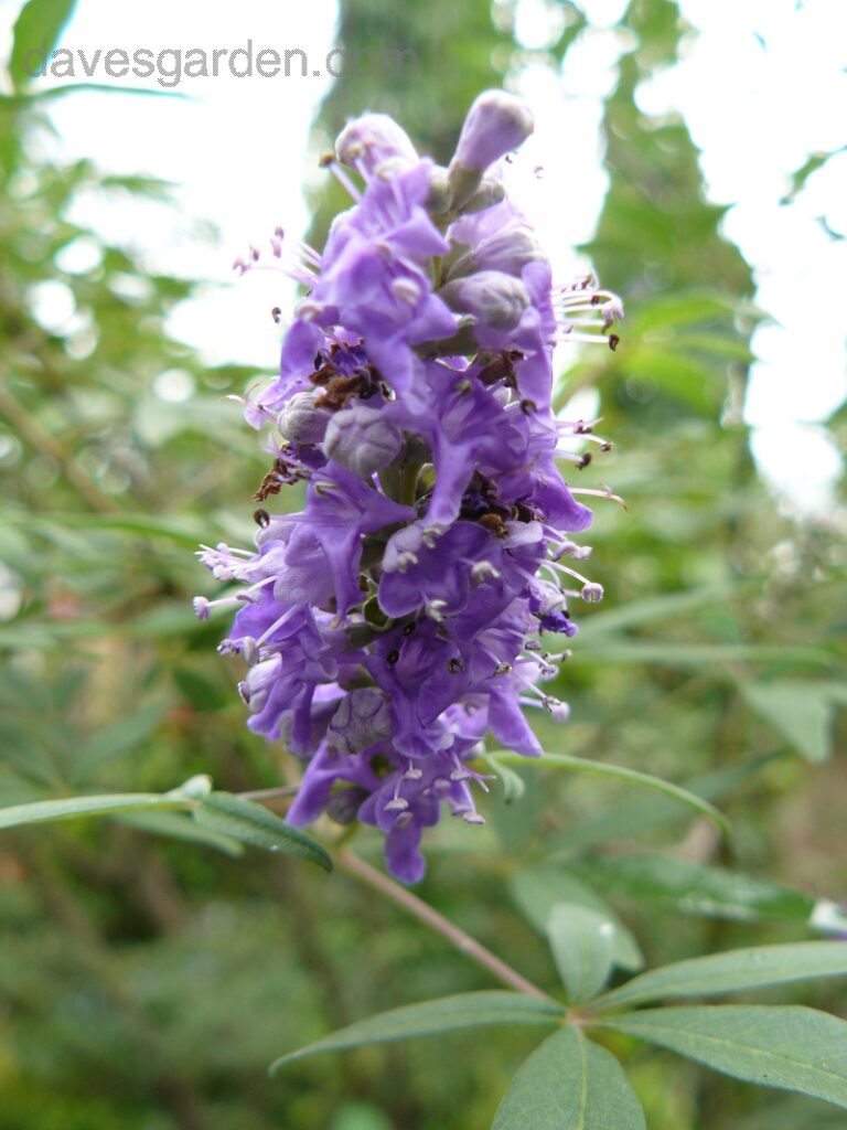 Vitex agnus Castus