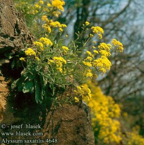 Alyssum saxatile