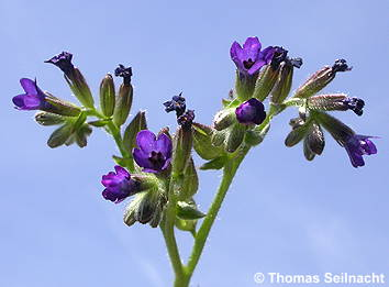 Alkanna tinctoria