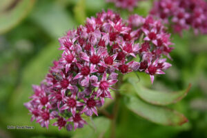 Sedum telephium