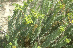 Euphorbia spinosa