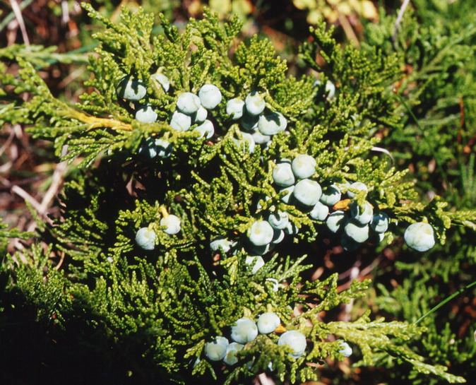 Juniperus sabina