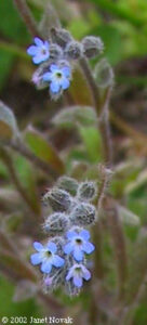 Myosotis stricta link